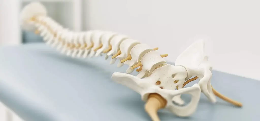 Wervelkolom-model met facetgewrichten en slijtage als uitleg bij oorzaken rugpijn